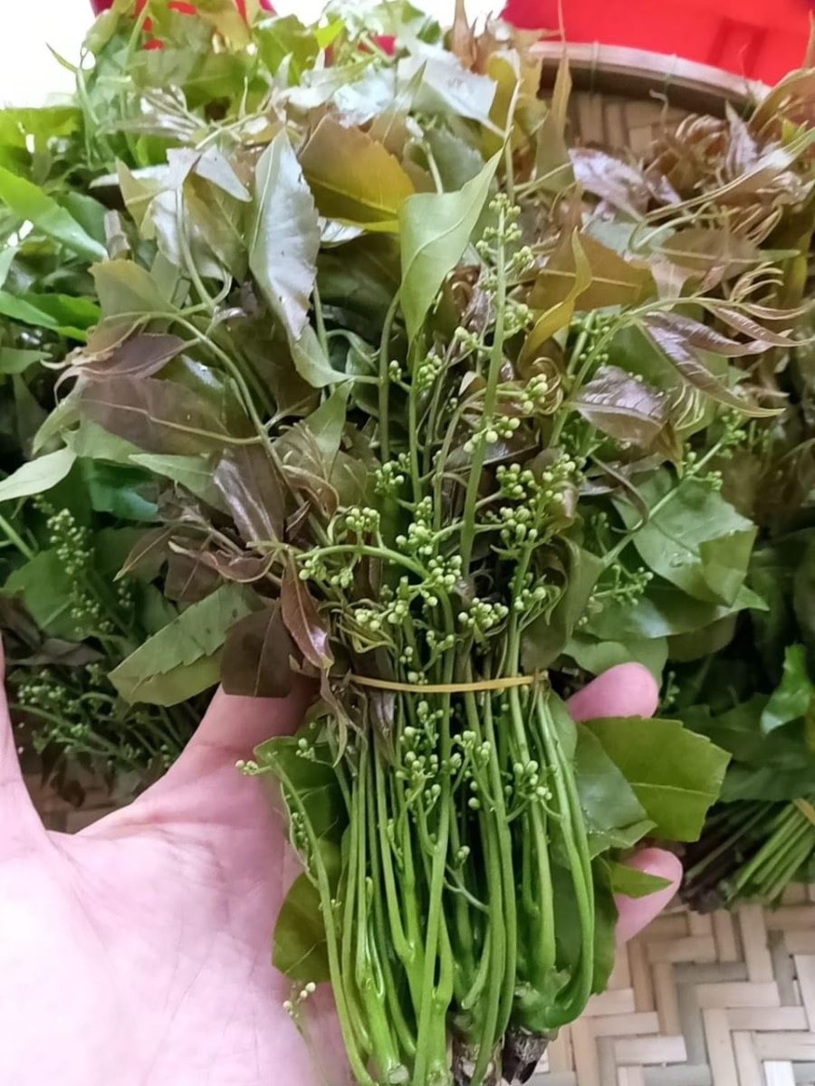 Bông sầu đâu