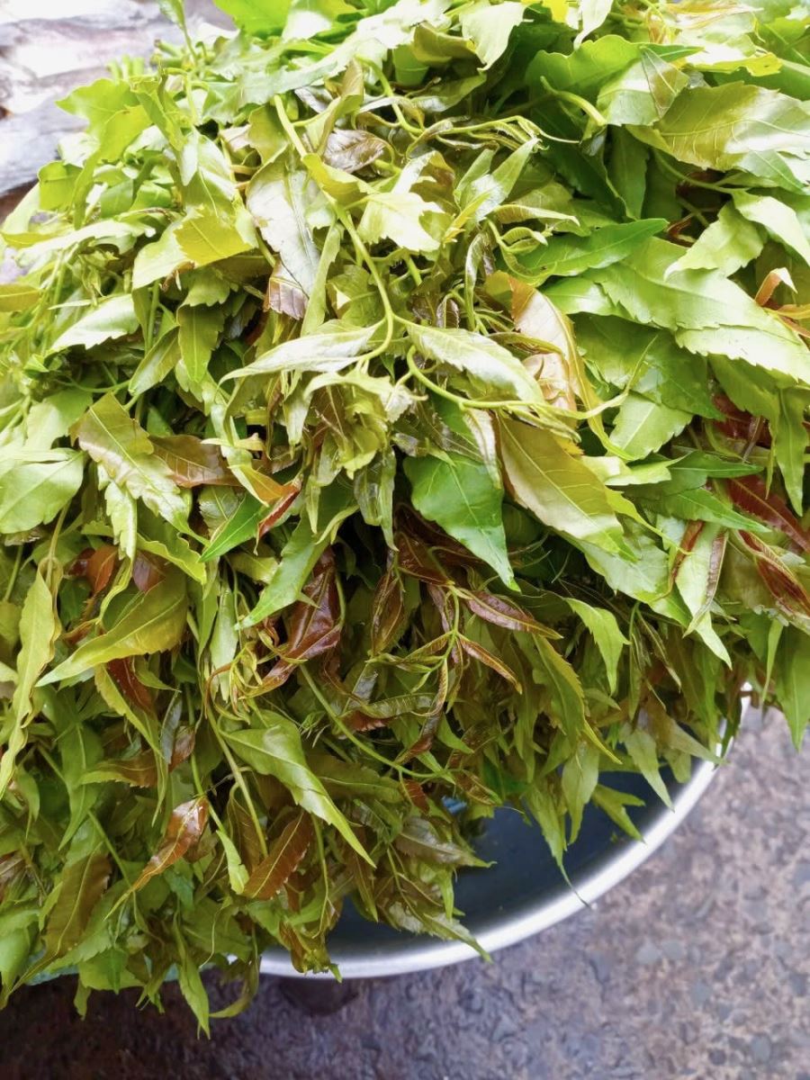 Lá sầu đâu
